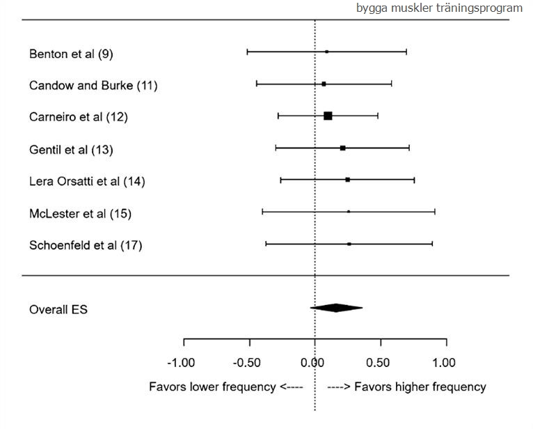 Bygga muskler träningsprogram