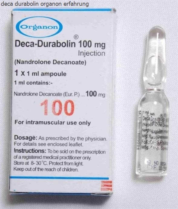 Deca durabolin organon erfahrung